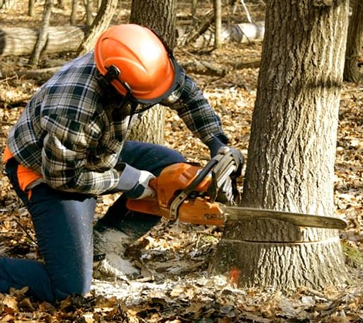 Tree Removal in Haskins, OH